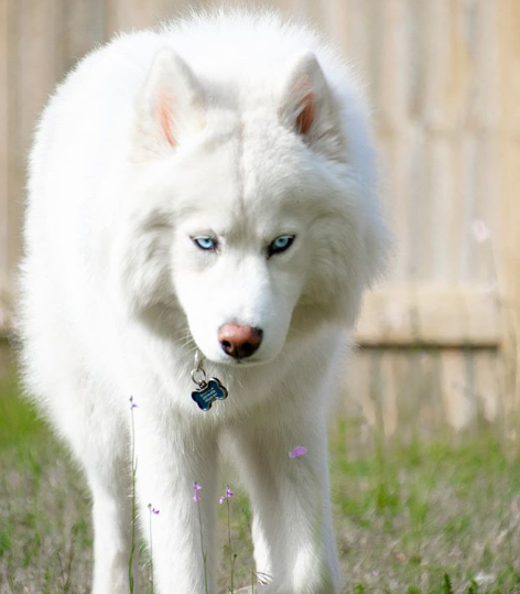 网友养了一只雪哈,每天都被它犀利的眼神,惊的内心瑟瑟发抖