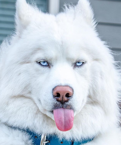 网友养了一只雪哈,每天都被它犀利的眼神,惊的内心瑟瑟发抖