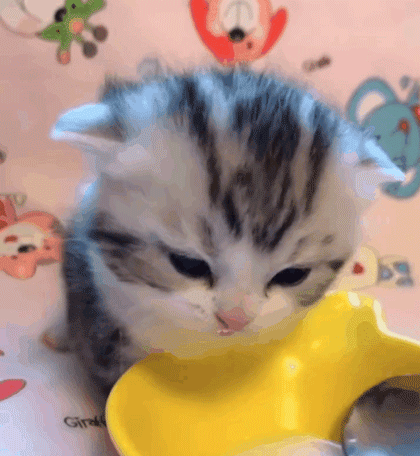 我寻思着一只奶猫能可爱到哪去,结果…阿伟死了!