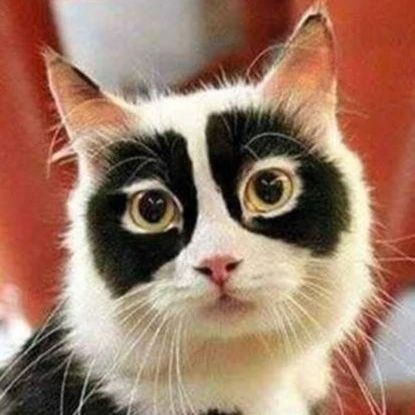 黑眼圈渣猫如何在朋友圈洗白白