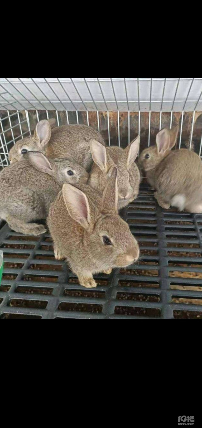兔子出售