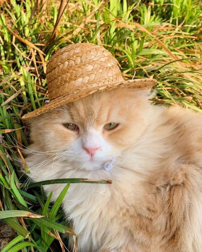 偶遇一只戴着草帽的猫咪,过分可爱!