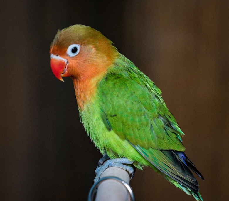 桃脸牡丹鹦鹉(图源东方ic)