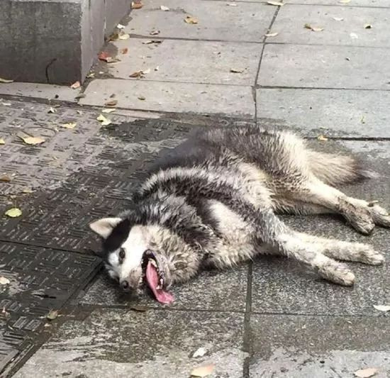 狗狗玩耍时突然中毒,路人的一个举动救回它的命!