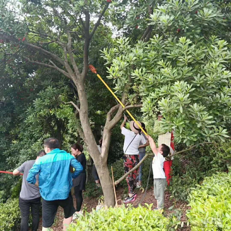 蕭山杜家楊梅采摘游,占地600畝杜梅山莊親子游,團建活動