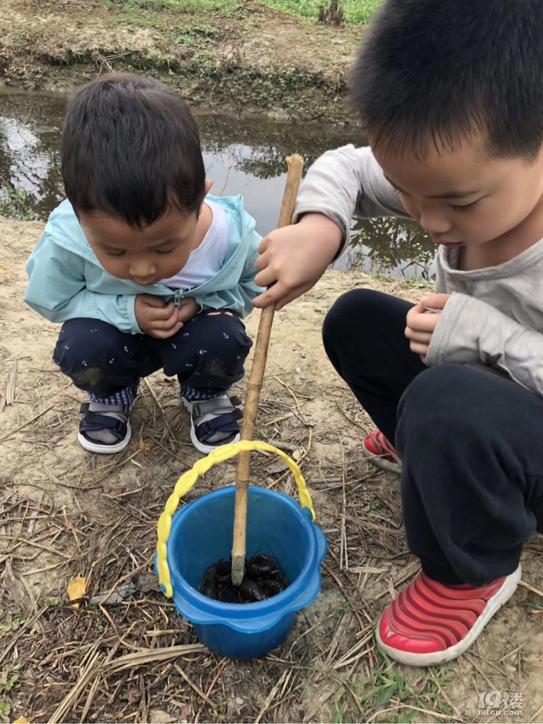 吃枇杷钓龙虾，塘栖古镇一日游