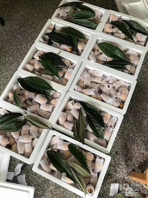 吃枇杷钓龙虾，塘栖古镇一日游