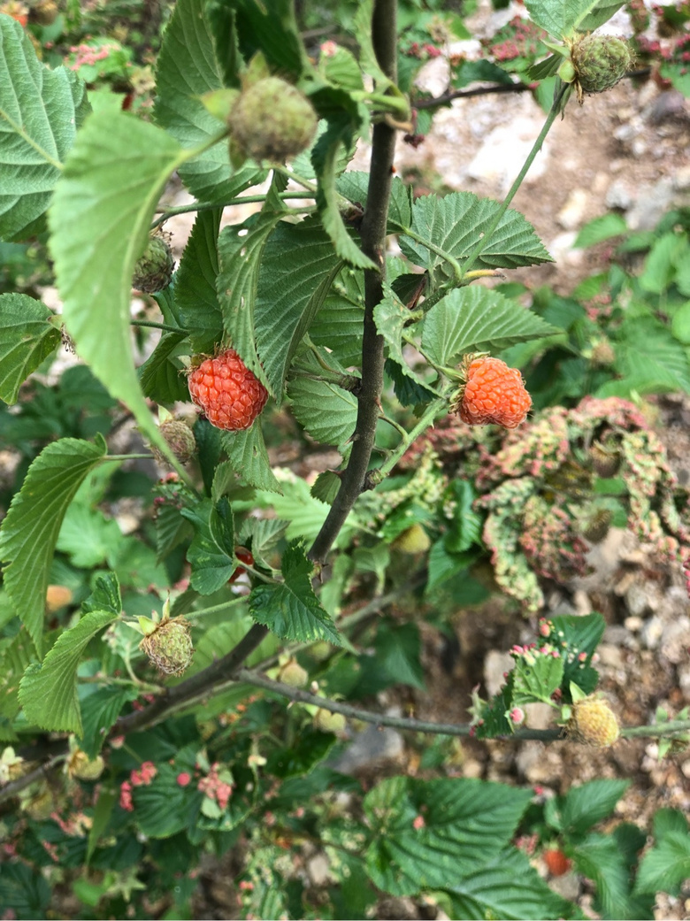 覆盆子,俗称野草莓
