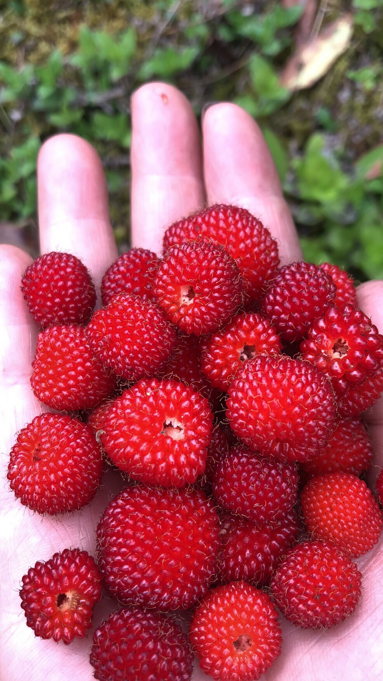 覆盆子,俗称野草莓