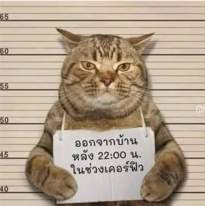 一只猫违反外出禁令被捕,还爪举牌子拍摄"罪犯照",表情亮了!