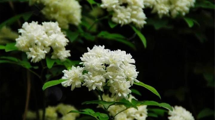 杭州19楼 杭州消息 城事 早知道 帖子木香的香气, 是类似玫瑰香水的