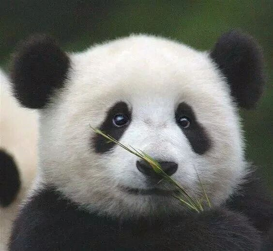 有些人连猫都没吸明白,咋就吸上熊猫了?