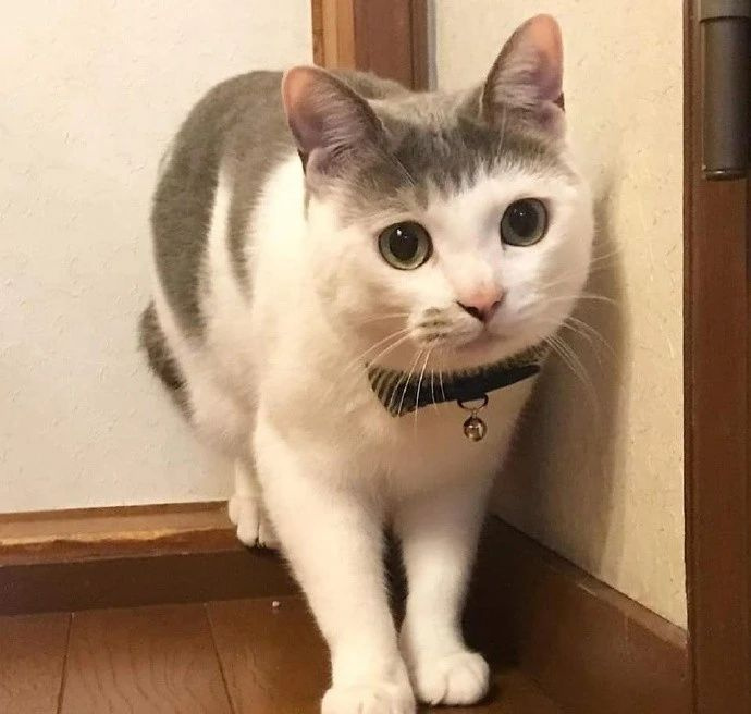 这只齐刘海的猫长得像哪位明星,应该不用我多说了吧?