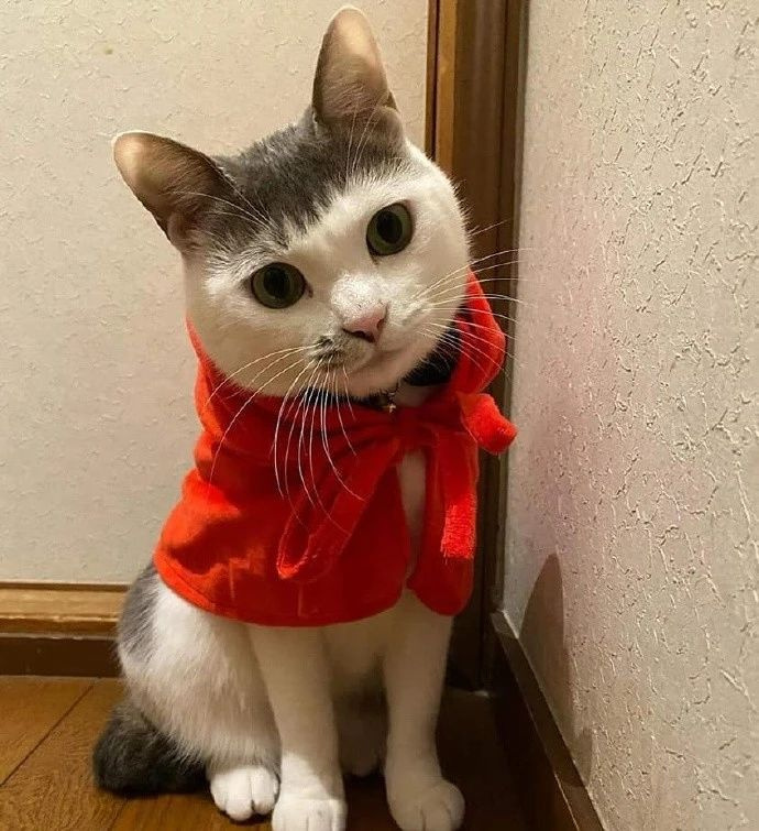这只齐刘海的猫长得像哪位明星,应该不用我多说了吧?