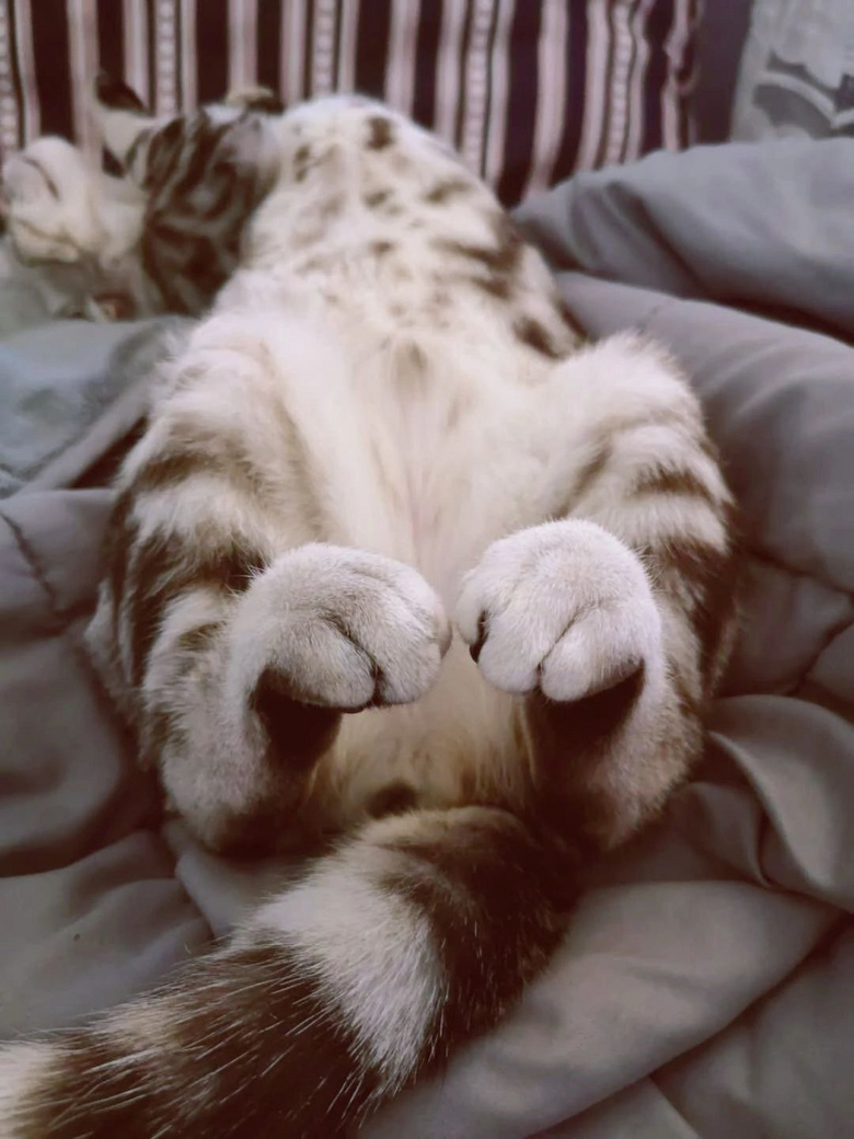 猫:我伸长脖子,也看不透你个憨批!