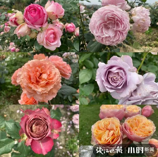 月季爆红朋友圈!浙江这个80后男人拥有自己的梦幻花园,少女们