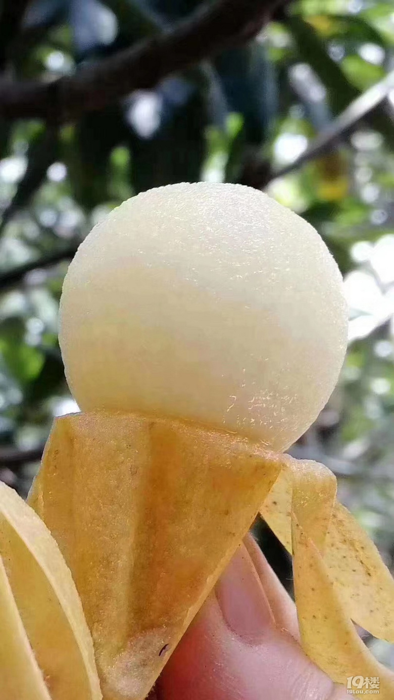 塘栖枇杷开吃咯!