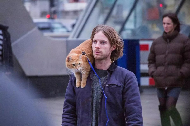我是流浪汉，我的猫不是流浪猫！