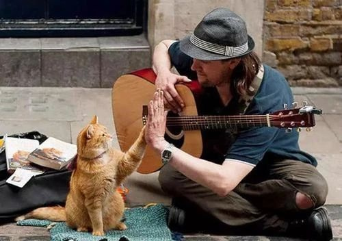 我是流浪汉，我的猫不是流浪猫！