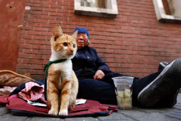 我是流浪汉，我的猫不是流浪猫！
