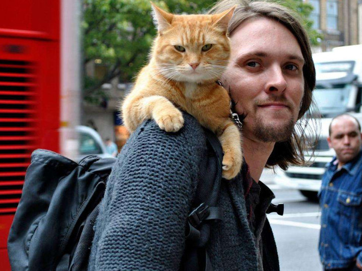 我是流浪汉，我的猫不是流浪猫！