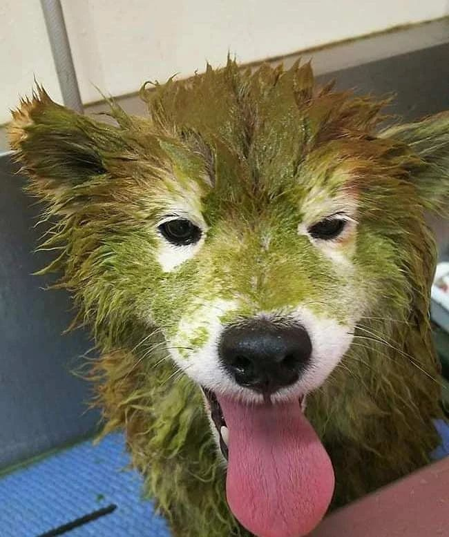 "你好,我叫绿毛!