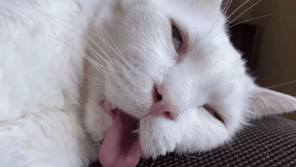 "我寻思着一只猫睡觉能丑到哪去,直到…"