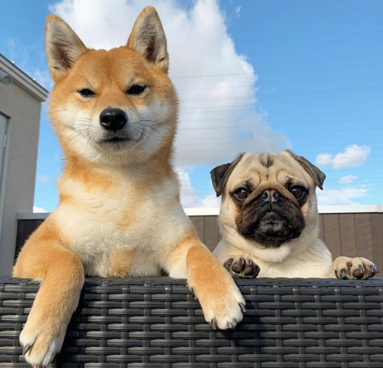 柴犬和巴哥的日常甜化无数人,网友:有点虐狗的意思