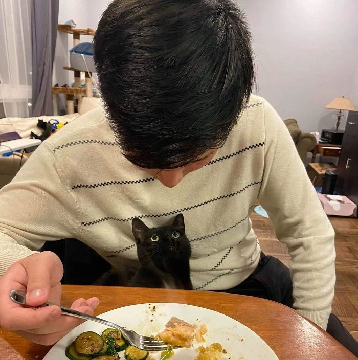 一只貓愛不愛你,看眼神就知道…