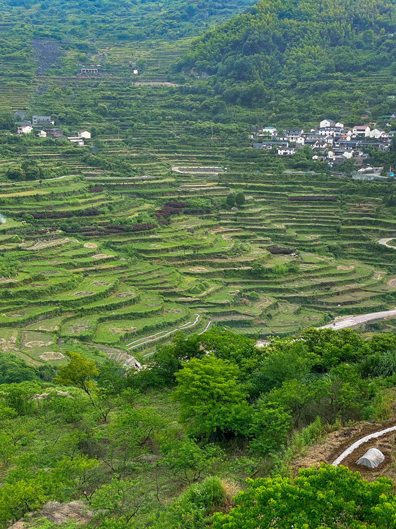 浙江省·绍兴市·上虞区·东澄村覆卮山千年梯田