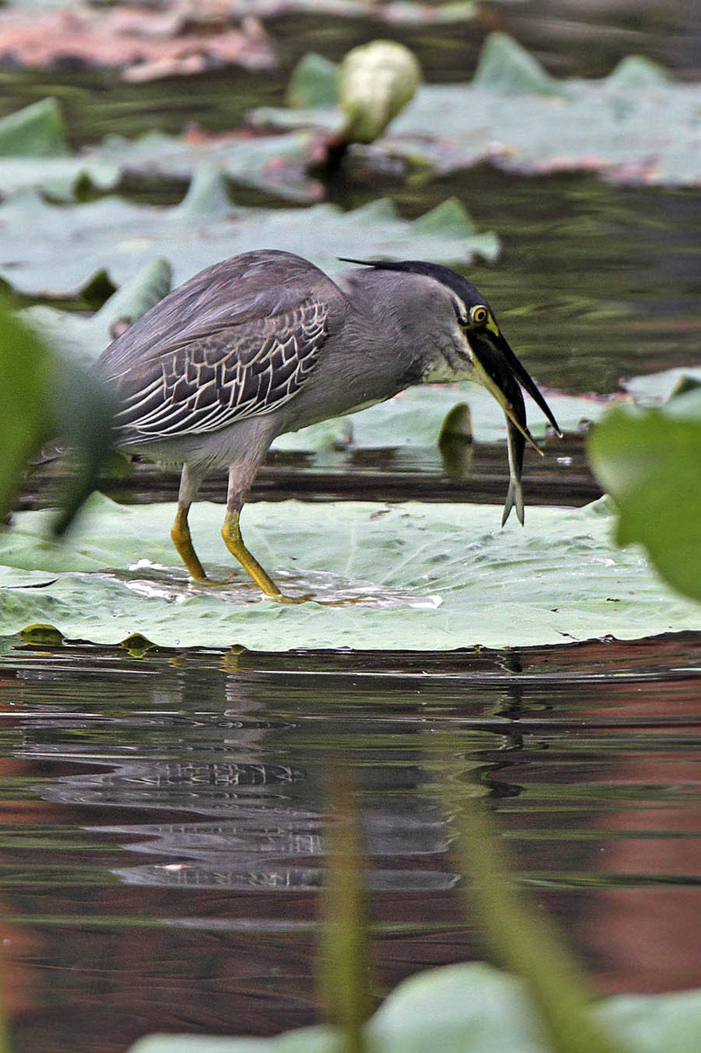 荷塘绿鹭鸟pk白条鱼分享