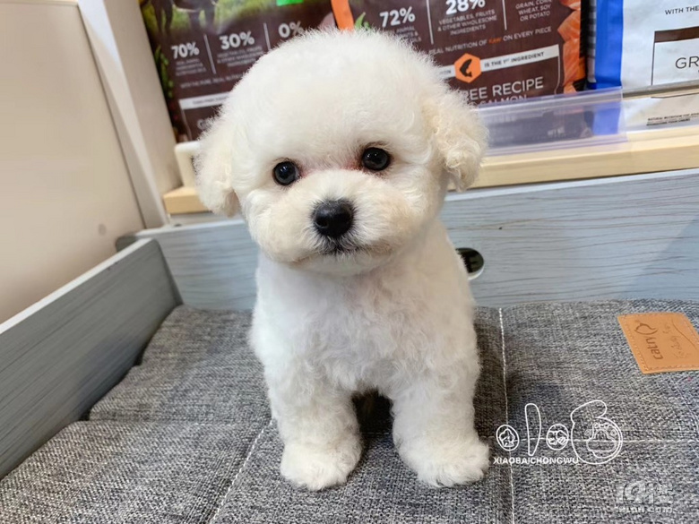 赛级比熊找新家