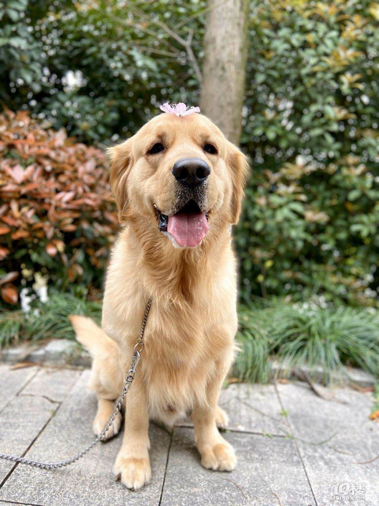 自家养的金毛仔找主人