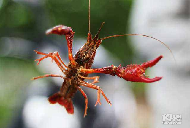 杭州周边哪里钓鱼、钓龙虾的农家乐