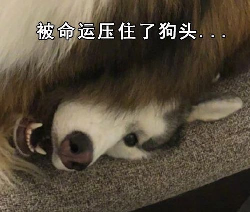 这可能是你见过的最卑微的二哈!-撸狗-杭州19楼