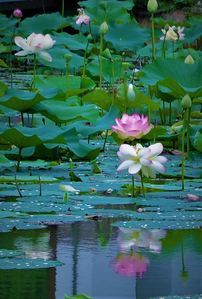 意境水中花唯美图片图片