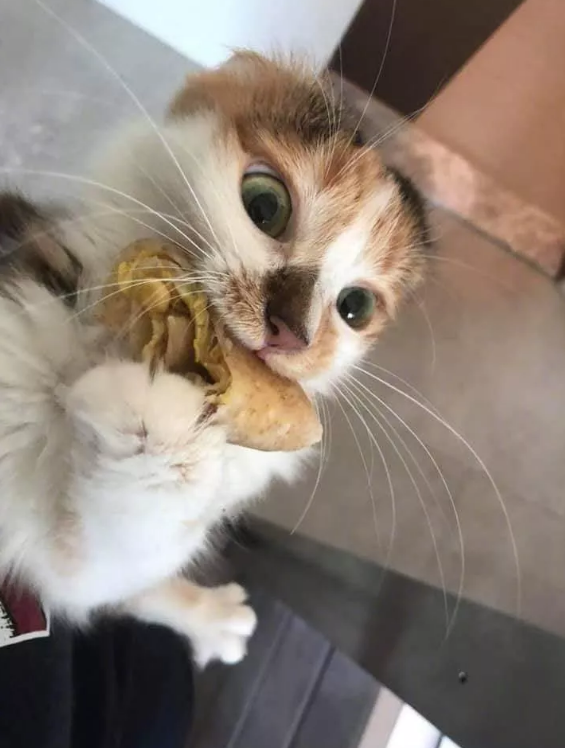 一只橘猫偷吃被抓后表示:下次还敢!