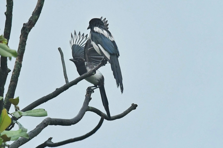 树上的喜鹊叫喳喳