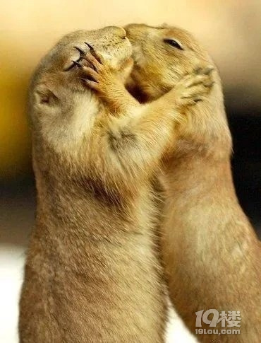 动物也有 "拥抱亲吻"浓情蜜意