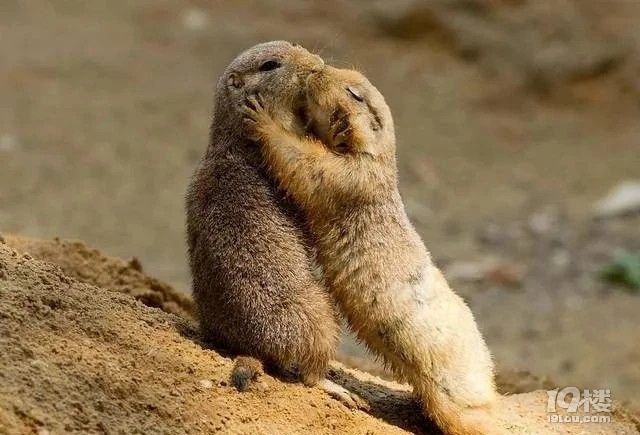 动物也有 "拥抱亲吻"浓情蜜意