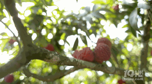 嘗鮮 | 6月不吃妃子笑,整個夏天都枉然!