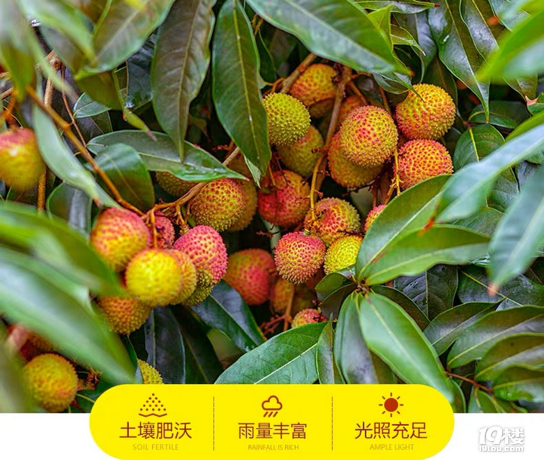 嘗鮮 | 6月不吃妃子笑,整個夏天都枉然!