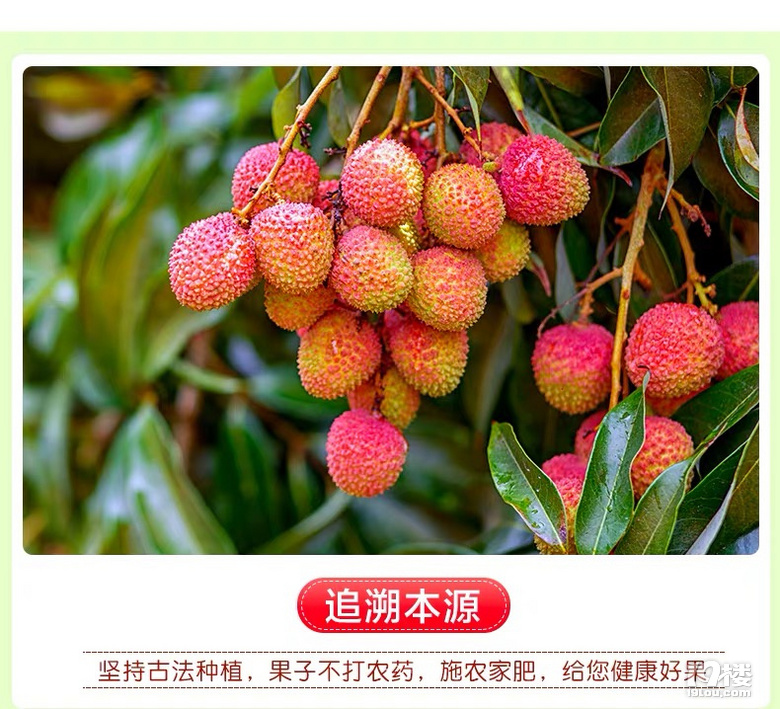 嘗鮮 | 6月不吃妃子笑,整個夏天都枉然!