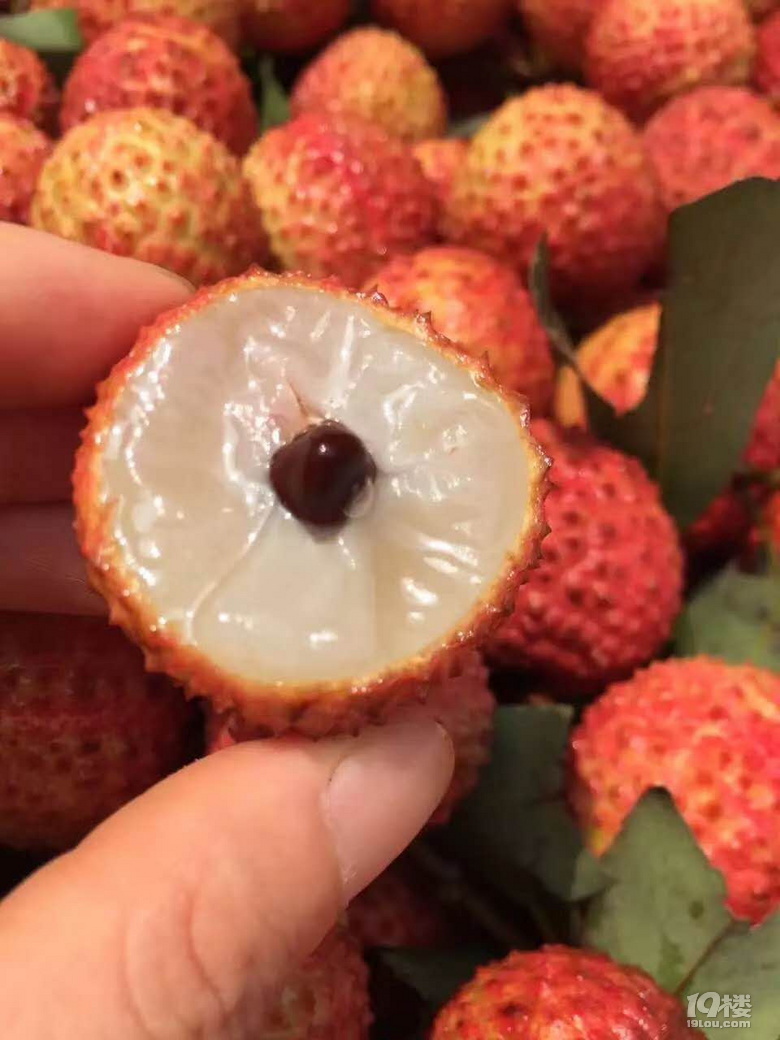 嘗鮮 | 6月不吃妃子笑,整個夏天都枉然!