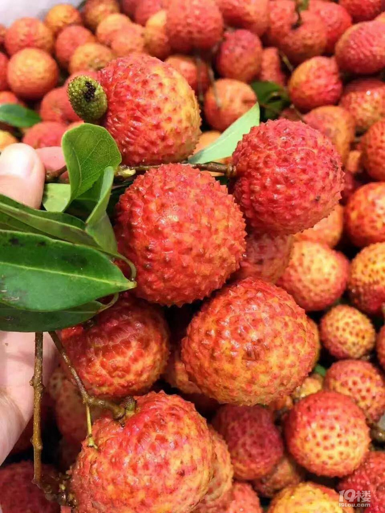 嘗鮮 | 6月不吃妃子笑,整個夏天都枉然!