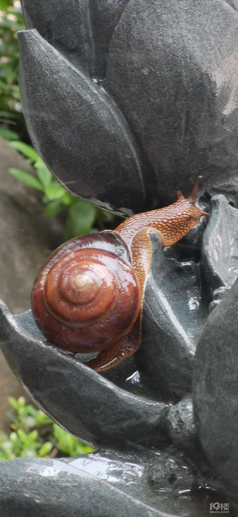 提醒小区出现这种蜗牛千万别碰