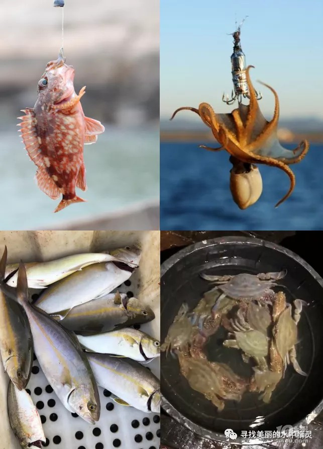 五彩斑斕的亮銀色!7月漁山列島海釣帶魚(yú)之旅!