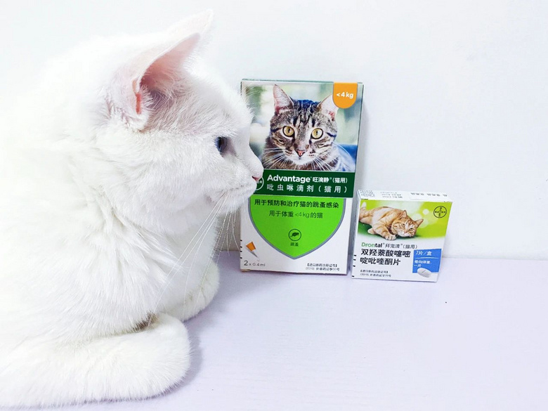 铁骨硬汉遇到小喵咪，竟变成了傲娇的小仙女？！