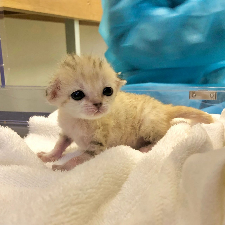 沙漠猫的幼崽也太奶了吧!现在不吸以后就吸不动啦!