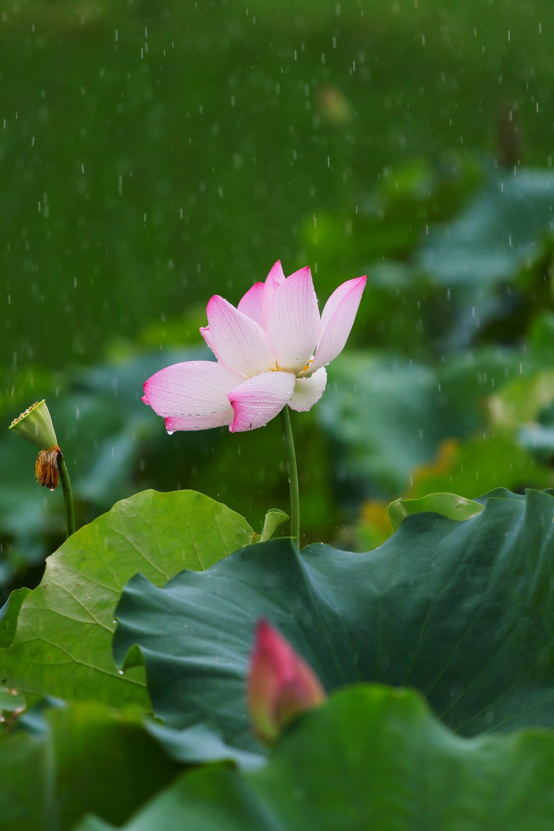 最美雨中荷花图片图片